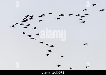 Glossy ibis (Plegadis falcinellus), erwachsene Schwarm Vögel im Flug, Nationalpark Coto de Donana, Andalusien, Spanien Stockfoto