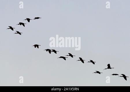 Glossy ibis (Plegadis falcinellus), erwachsene Schwarm Vögel im Flug, Nationalpark Coto de Donana, Andalusien, Spanien Stockfoto