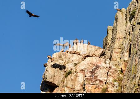 Gänsegeier (Tylose in Fulvus), Herde zu Rastplatz auf Rock head, Monfrague Nationalpark, Extremadura, Spanien Stockfoto