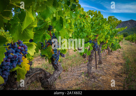 Côtes-du-Luberon ist ein französischer Wein AOC in der südöstlichen extreme der Rhône Wein Region von Frankreich, wo die Weine in 36 Kommu hergestellt werden Stockfoto