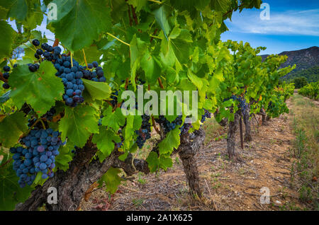 Côtes-du-Luberon ist ein französischer Wein AOC in der südöstlichen extreme der Rhône Wein Region von Frankreich, wo die Weine in 36 Kommu hergestellt werden Stockfoto