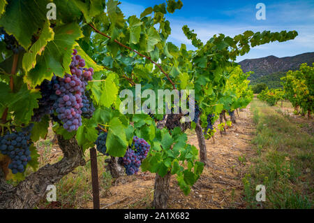 Côtes-du-Luberon ist ein französischer Wein AOC in der südöstlichen extreme der Rhône Wein Region von Frankreich, wo die Weine in 36 Kommu hergestellt werden Stockfoto