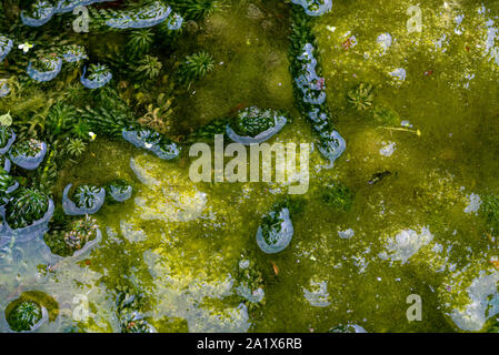 Fadenalgen, Spirogyra adnate, lange Fadenalgen Cladophera, Rhizoclonium, Vaucheria, Ulothrix Stockfoto