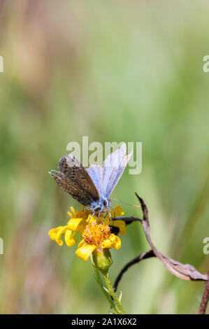 Abgenutzte Gemeinsame blauer Schmetterling nectaring auf gelbe Blume Stockfoto