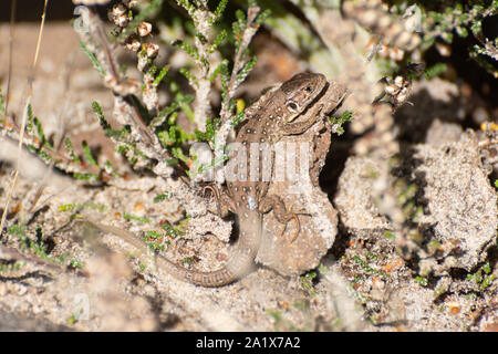 Junge Zauneidechse (Lacerta agilis) Hatchling" an einem Surrey Heide Ort, Großbritannien Stockfoto