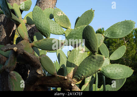 Opuntia Kakteen. Kreative Gestaltung. Minimal Style noch leben. Stockfoto