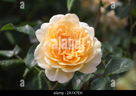 Rosa Port Sunlight 'Auslofty' Stockfoto