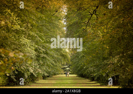 Blatt Farbe in Westonbirt Arboretum im Herbst Stockfoto