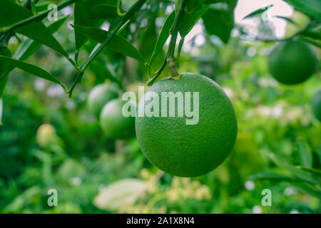 Bari-1 Sweet Malta Obst Pflanzen Garten in Bangladesch. Malta Anbau in Bangladesch. Bild des Hängens, Grüne, frische Stockfoto