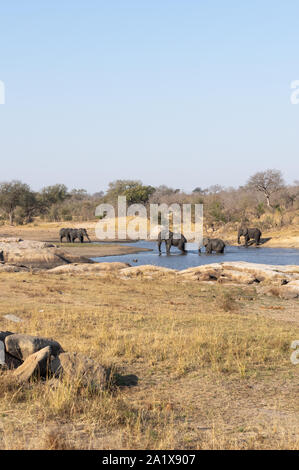 Elefanten im Krüger Nationalpark, Südafrika Stockfoto