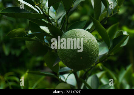 Bari-1 Sweet Malta Obst Pflanzen Garten in Bangladesch. Malta Anbau in Bangladesch. Bild des Hängens, Grüne, frische Stockfoto