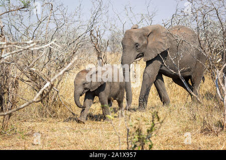 Elefanten im Krüger Nationalpark, Südafrika Stockfoto