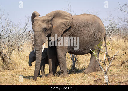 Elefanten im Krüger Nationalpark, Südafrika Stockfoto