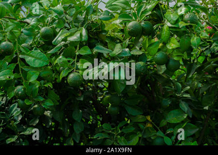 Bari-1 Sweet Malta Obst Pflanzen Garten in Bangladesch. Malta Anbau in Bangladesch. Bild des Hängens, Grüne, frische Stockfoto