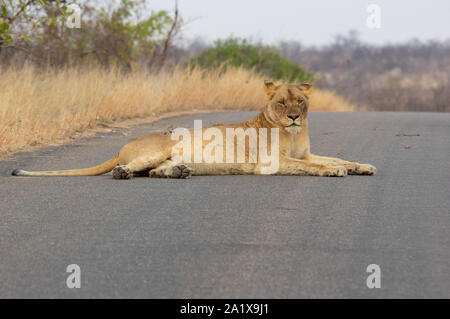 Ein Löwe im Krüger National Park, Südafrika Stockfoto