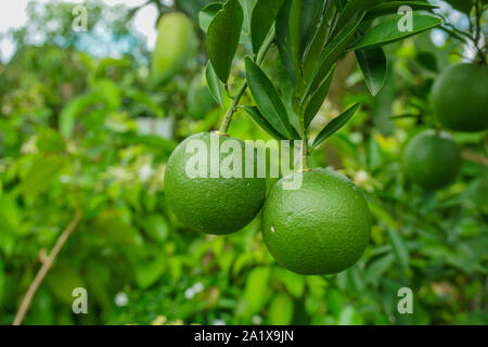 Grüne Zitrone oder Grün Malta (Citrus lemon) hängt am Baum. Wachsende auf der Gärtnerei. Stockfoto