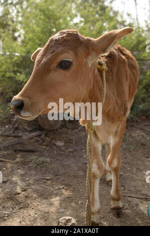 Schönen indischen Baby Rind oder Kalb Riegel auf Holz mit Seil auf der Farm. Stockfoto