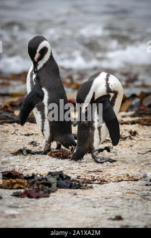 Kapstadt-Pinguine Stockfoto