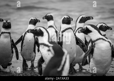 Pinguine am Strand in Kapstadt, Südafrika Stockfoto