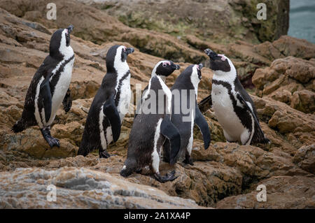 Pinguine am Strand in Kapstadt, Südafrika Stockfoto