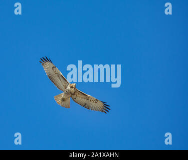 Rauen-legged buzzard Kreisen in der Luft Stockfoto