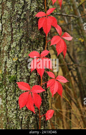 Rote Blätter im Herbst. Stockfoto