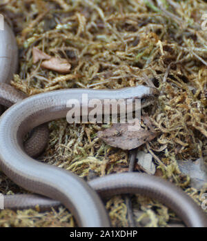 Nach langsamen Wurm in unter den Moosen und Gras, Großbritannien Stockfoto