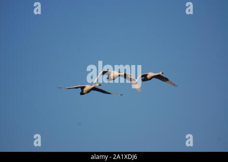 Bild von drei Fliegen Bewick Schwäne gegen herrlich blauem Himmel Stockfoto