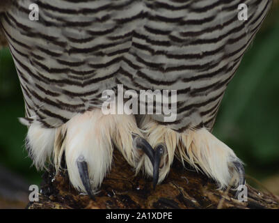 Weibliche Schneeeule ruht, großen gefiederten Talons Stockfoto