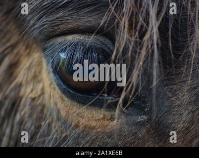 Nahaufnahme makro Bild von Horse Eye, mit Mähne und Fell über braune Augen Stockfoto