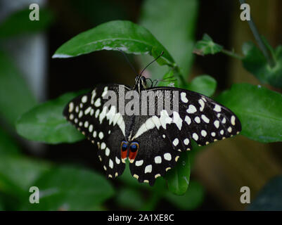 Citrus Schwalbenschwanz Papilio demodocus Schmetterling auf Blatt mit Flügeln öffnen Stockfoto