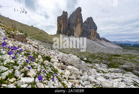 Schöne Tre Cime de Zinnen Berge und Blumen in den Dolomiten Stockfoto