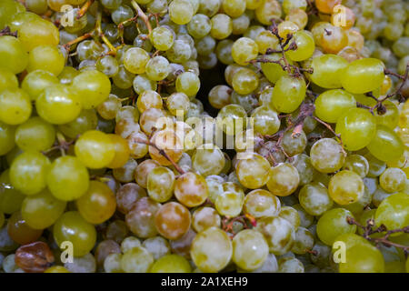 Die Qual Trauben. Faule Beeren. Verkauf verdorbene Früchte sein. Der Traubensaft. Überreife Beeren. Stapel verworfen faulen Trauben. Konzept der verwöhnen Stockfoto