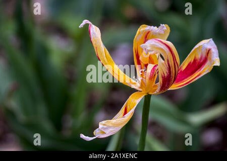 Verblasste Tulip, Kreislauf des Lebens Stockfoto