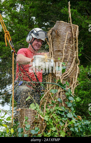 Sägemehl fällt von einer Kettensäge durch einen Baum Chirurg verwendet werden Seil an einem Baum. Das Sägemehl hat Bewegungsunschärfe. Stockfoto