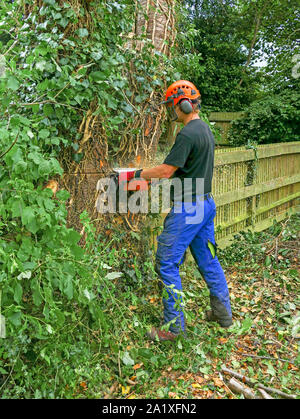 Baumzüchter oder Baum Chirurg einschalten bis zu einem Baum mit einer Kettensäge und Sicherheitsausrüstung tragen. Stockfoto