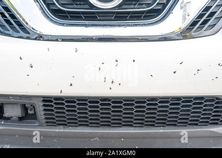 Abgestürzt Insekt auf Auto Stoßstange Nahaufnahme Stockfoto