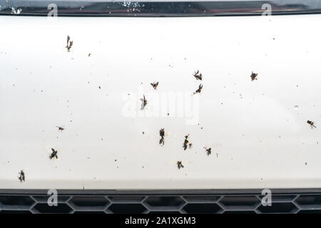 Abgestürzt Insekt auf Auto Stoßstange Nahaufnahme Stockfoto