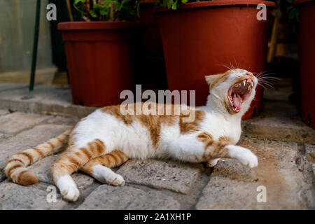 Ingwer Hauskatze ist zur Festlegung auf Stein in der Stadt. Stockfoto