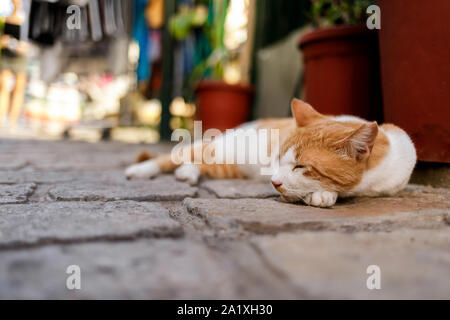 Ingwer Hauskatze ist zur Festlegung auf Stein in der Stadt. Stockfoto