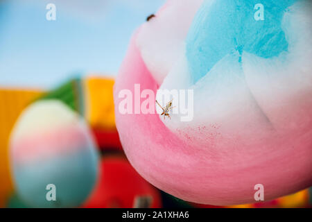 Wespen lieben Süßigkeiten. Wasp sitzt auf Zuckerwatte. Stockfoto