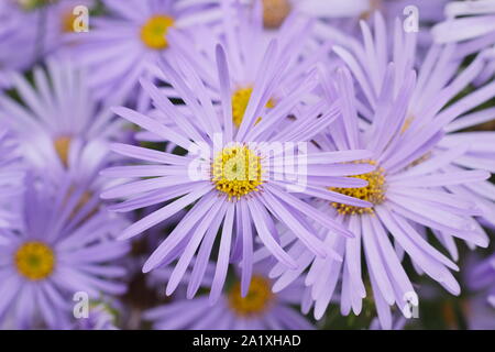 Aster x frikartii „Mönch“ Michaelmas blüht in einer Gartengrenze des frühen Herbstes. UK Stockfoto