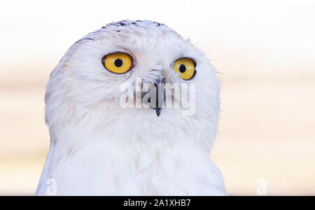 Snowy owl Kopf geschossen oder Bubo scandiacus. Über klare Hintergrund isoliert Stockfoto