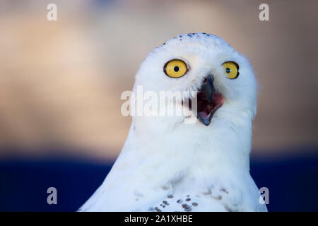 Snowy owl Kopf geschossen oder Bubo scandiacus. Stockfoto