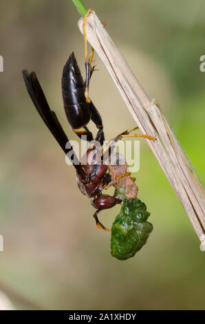 Beringte Papierwaspe, Polistes annularis, auflösende Larvenraub Stockfoto