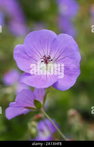 Geranium 'Rozanne' anzeigen charakteristische Violett Blau Blumen im frühen Herbst - September. Großbritannien Stockfoto