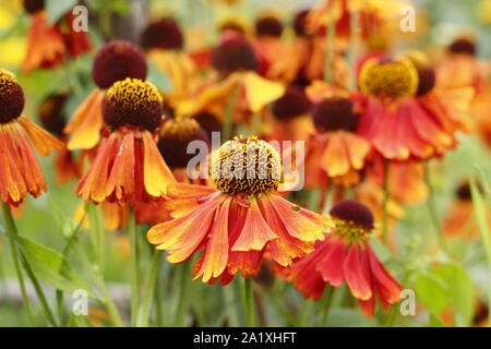 Helenium 'Moerheim Beauty'. Drift Anpflanzung von sneezeweed Blumen im September. Großbritannien Stockfoto
