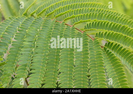 Albizia julibrissin 'Tropische Traum'. Persischer Seide Baum angezeigte charakteristische Blattwerk. Großbritannien Stockfoto