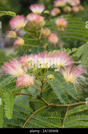 Albizia julibrissin 'Tropische Traum'. Persischer Seide Baum angezeigte charakteristischen Flauschige rosa Blüten im frühen Herbst. Großbritannien Stockfoto