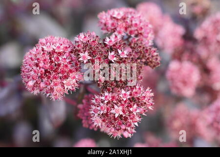 Sedum 'Kaiser' Hylotelephium telephium Blüten (Atropurpureum Gruppe) "Lila Kaiser 'emerging im frühen Herbst. UK. Hauptversammlung Stockfoto